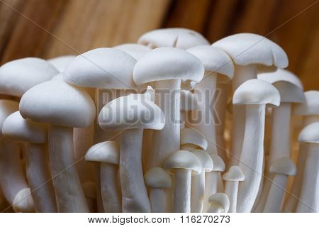 Organic Bunapi Mushrooms