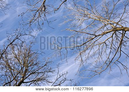 Crown Of Trees With Blue Sky