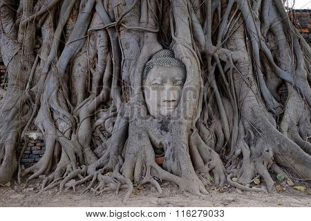 Buddha's Head in Tree Roots
