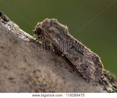 Flounced rustic (Luperina testacea) moth