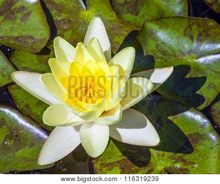Waterlily Swims In The Lake