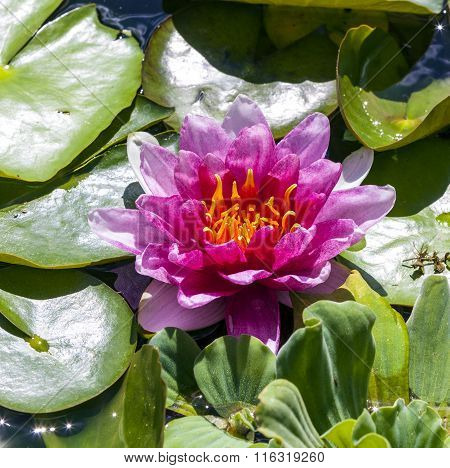 Waterlily Swims In The Lake