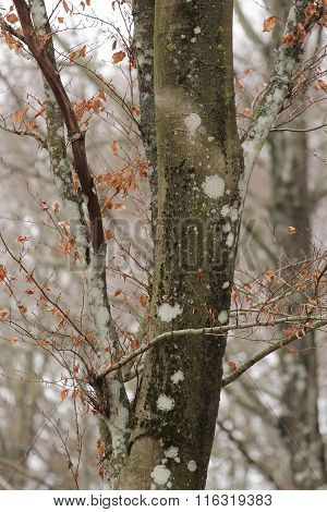 Beech Bark In Winter Time