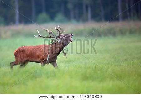 Red deer bellowing on the run