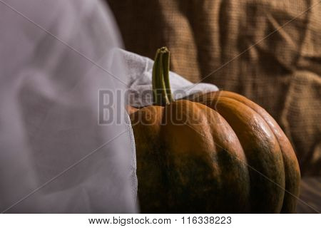 Orange Cucurbita With Gauze