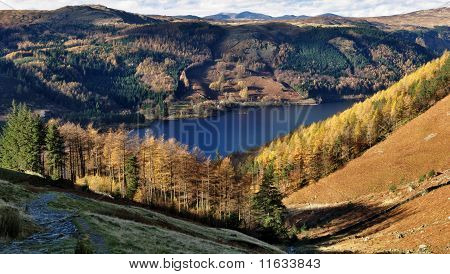 Sonbahar Larches, Thirlmere