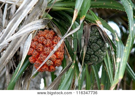 Seeds of sea pandanus or screw pine plant tree (Pandanus tectorius or Pandanus odoratissimus)