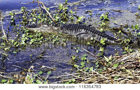 Young Alligator
