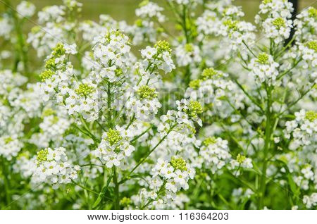 Small White Flowers Of Horseradish, Close-up