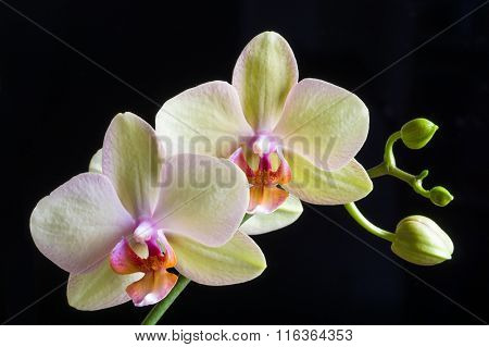 Beautiful yellow orchid on black background