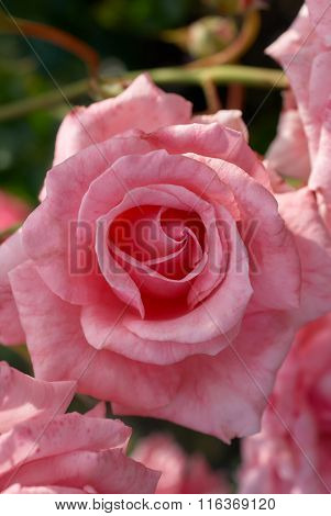 The Bud Of A Rose