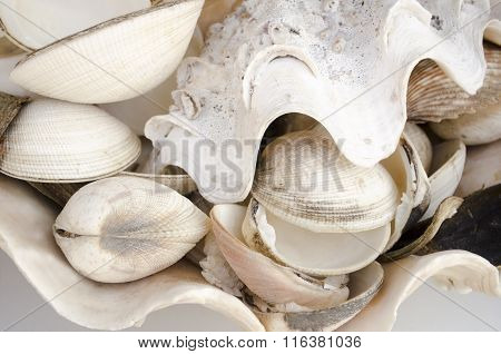Seashells