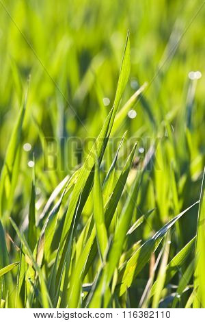 Leaves Of Grass And Wheat With Dew In Morning Light