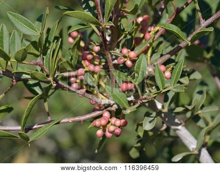 Mastic Tree