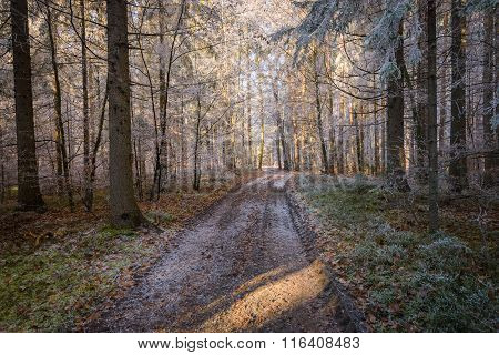 Forest