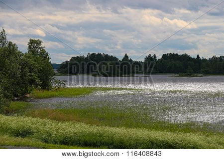 Summer landscape