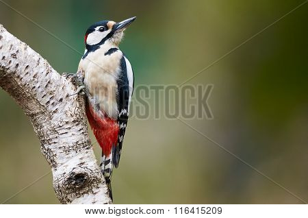Male Great-spotted Woodpecker+