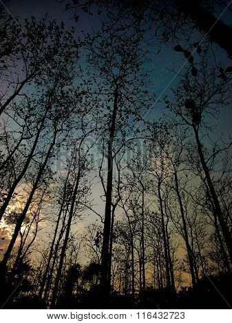 dark trees in the jungle