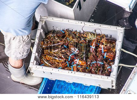 The Daily Lobster Catch