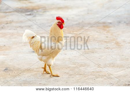 White Bantam