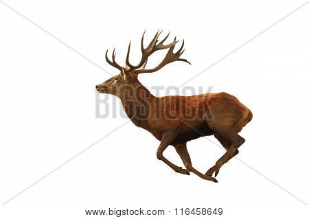 Isolated Red Deer Running