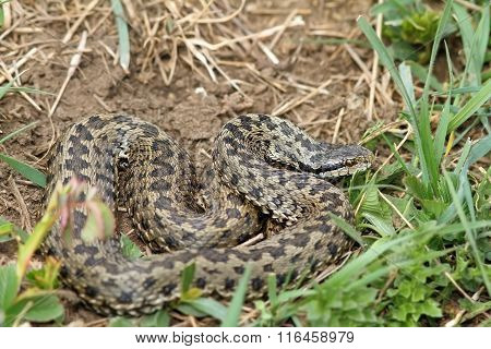 Orsini Viper In Natural Habitat