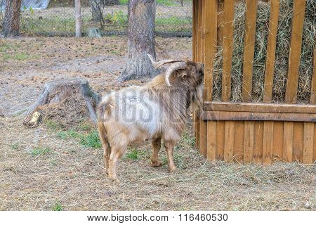 Shaggy Horned Mountain Sheep (ovis Ammon) Near The Feeders With Hay