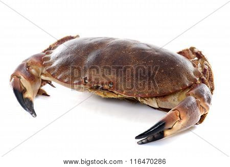 Edible Brown Crab