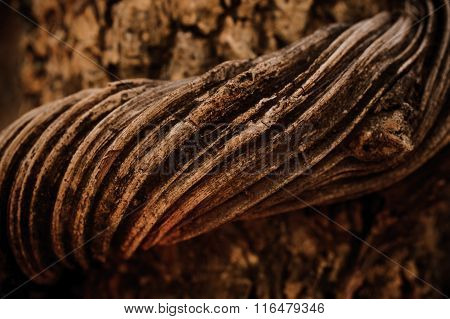 Vine Liana Tie Up Around Tree Background