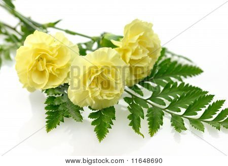 nejlikor blommor