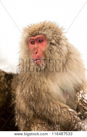 Japanese Snow Monkey Macaque at Jigokudani Yudanaka Nagano Japan