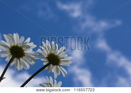 daisies