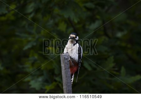 woodpecker