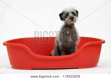Studio Shot Of Pet Lurcher Sitting In Red Dog Bed