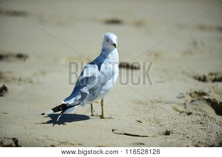 The Wind In My Hair Great Beach Day