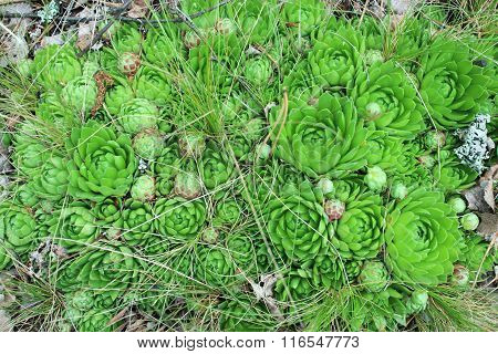 Green Flowers Of Sempervivum