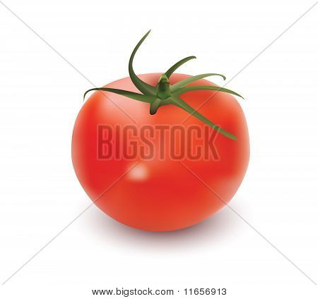 토마토