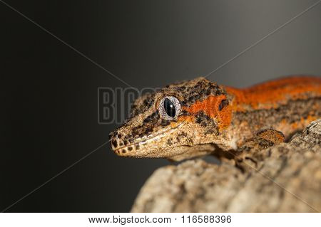 Head Of A Red Striped Gargoyle Gecko