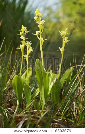Liparis loeselii