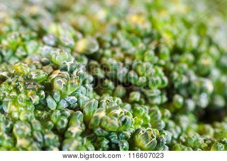 Green Broccoli Macro Texture
