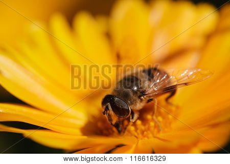 bee on a flower