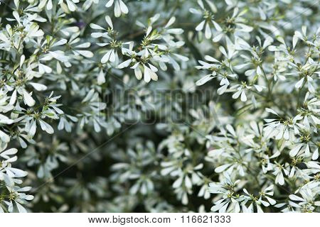 abstract text box Pascuita flowers