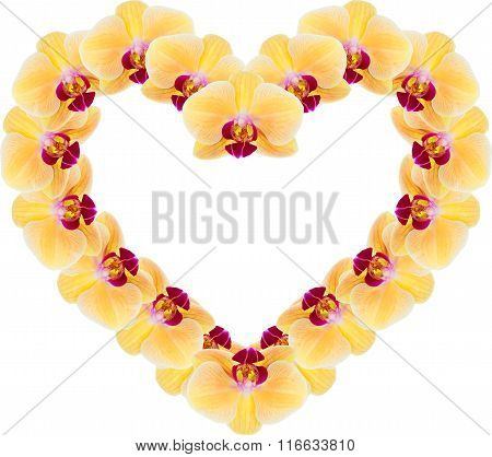 Yellow Orchid On A White Background