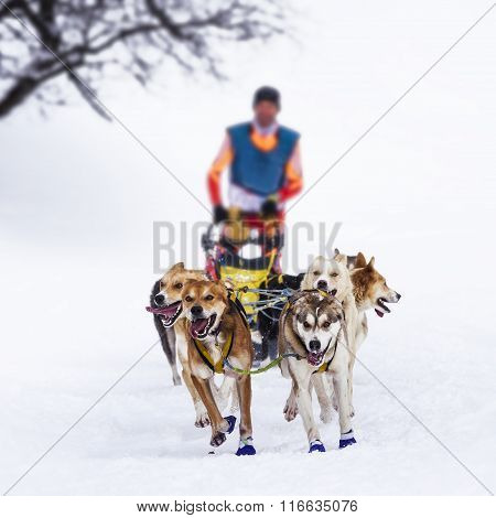 Sledge Dogs In Speed Racing