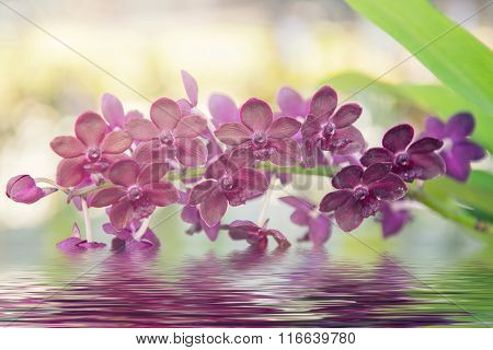 Beautiful purple orchids flower tree and water reflection.
