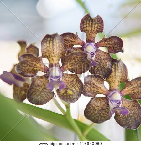 Beautiful streaked orchids flower tree.