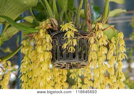 Beautiful yellow orchids flower tree (Coelogyne rochussenii) on the farm.