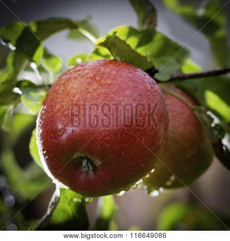 Fresh Ripe Red Apples On Apple-tree