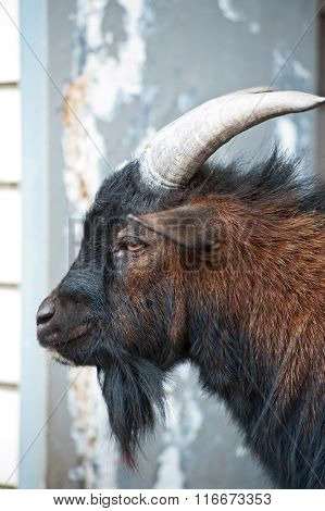 Sheep ram with large horns closeup portrait