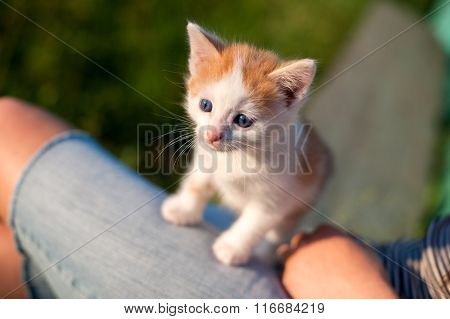 kitten on the street